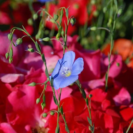 B+B Passifleur Delemont Ngoại thất bức ảnh